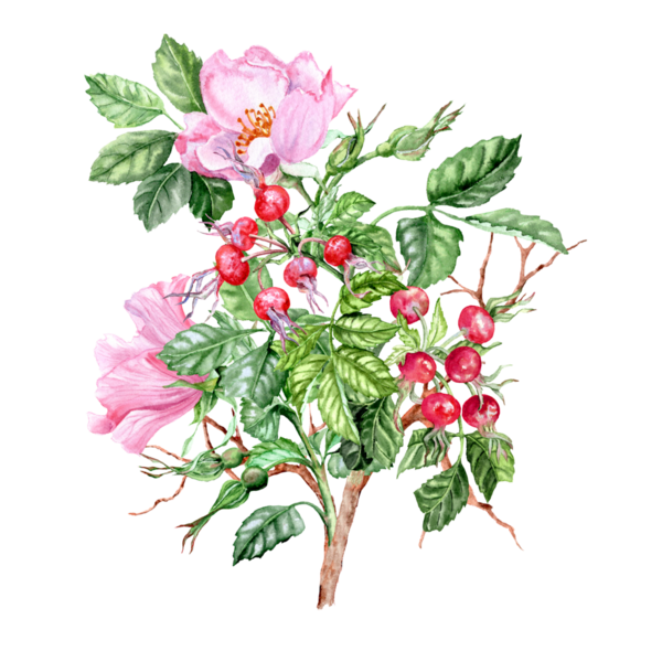 Elle çizilmiş buket. Pembe çiçekli ve meyveli ilaç bitkisi. Bahar çiçekleri. Çay için çiçek ve böğürtlen. Kartlar ve davetiyeler için Rosehip çiçekleri