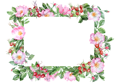 Hand drawn rosehip blooming. Rectangular banner with pink flowers and berries and lush greenery. Watercolor painted decor for any publishings for menu or cards