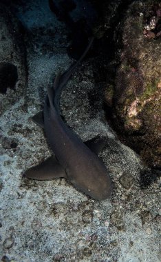 Siyah uçlu bir köpekbalığı okyanus tabanında, kayalardan ve kumdan oluşan bir sualtı manzarasının ortasında dinlenir. Bu görüntü, deniz ortamının güzelliğini yansıtan taşlarla ve mercanlarla kaynaşan köpekbalığının sükunetini yakalar..
