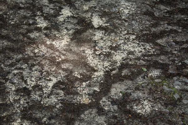 Dokusunun bir orman yolu