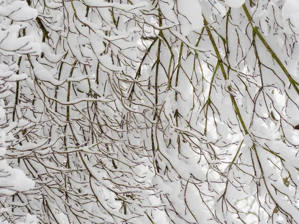 Karların altında ağaç dalları. Kış arkaplanı