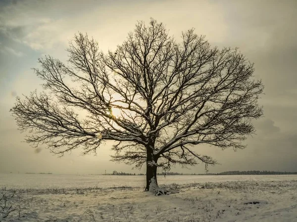 Karlı bir tarlanın ortasında yapayalnız bir ağaç. Kış atmosferi. Fırtınadan önce. 