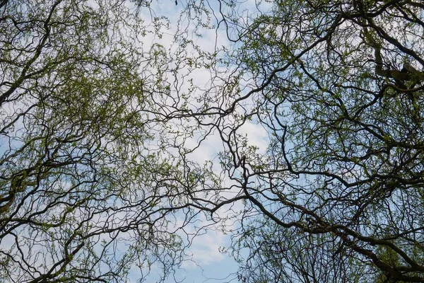 柳の枝が絡み合う木々の中を見る — ストック写真