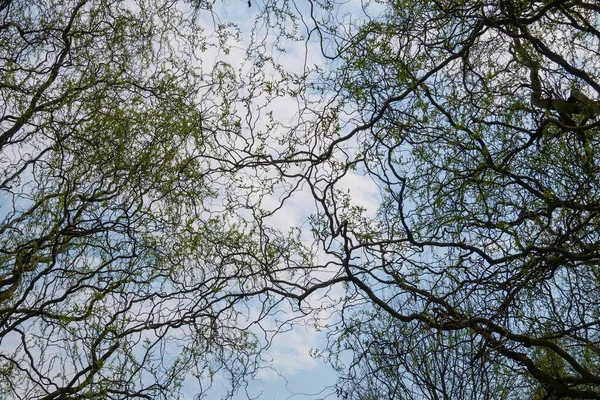 Blick Die Baumwipfel Mit Ineinander Verschlungenen Weidenzweigen — Stockfoto