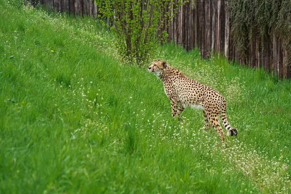 Geniş sergisinde çiçek açan bir çayırdaki çita. Prag Hayvanat Bahçesi 