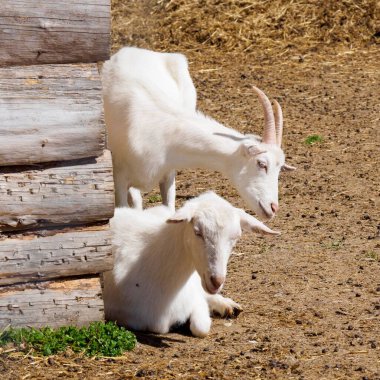 Keçiler arka bahçede odunların yanında dinleniyor. 
