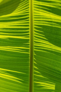 Bir palmiye yaprağı ve sapının yakın çekim makrosu, parlak ışık arkaplanları, yüzeyler ve grafik kaynakları.