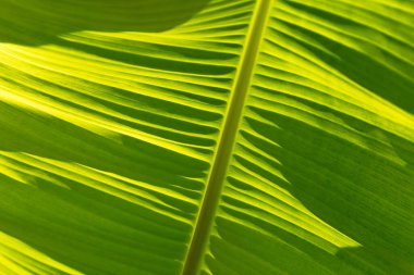 Sapı, parlak ışık arkaplanı, yüzeyleri ve grafik kaynakları olan bir palmiye yaprağının yakın çekim makrosu.