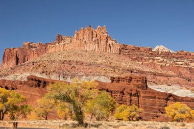 Castle Rock Formasyonu, renkli kızıl kaya dağları, önünde sarı sonbahar yaprakları olan ağaçlar ve açık mavi bir gökyüzü. Capitol Resif Ulusal Parkı, Güney Merkez Utah, ABD.