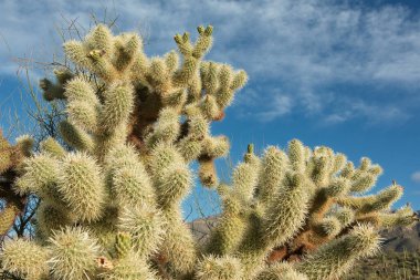 Gündüz vakti mavi gökyüzü ve Arizona çölünde beyaz bulutlarla atlayan cholla kaktüsünün yakın plan görüntüsü, Tucson.