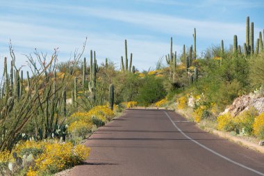 Güzel sarı kırılgan çalı ve saguaro kaktüsü Saguaro Ulusal Parkı, Tucson, Arizona 'da mavi gökyüzünün altında beyaz bulutlarla çevrili..