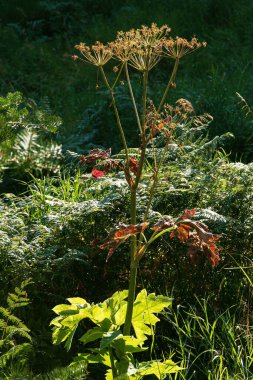 Arizona 'nın güneyindeki Graham Dağı' nda kurumuş Yarrow kır çiçeğinin uzun saplı yeşil ve kırmızı yaprakları..