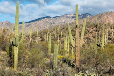 Ön planda dikenli armut ve sarı kır çiçekleriyle büyük bir saguaro kaktüsü. Arka planda dağlar var. Gökyüzü beyaz ve gri bulutlarla mavidir. Sabino Kanyonu, Tucson, Arizona.