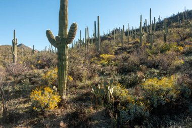 Büyük bir saguaro kaktüsü, sarı Brittlebush kır çiçekleri ve kaktüslerle çevrili bir yamaçta duruyor. Gökyüzü açık mavi. Sabino Kanyonu, Arizona, Tucson.