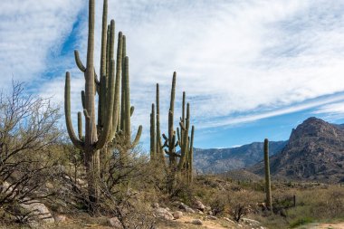 Dağlı bir tepede, bulutlu mavi bir gökyüzünün altında büyük bir saguaro kaktüsü. Catalina Eyalet Parkı, Tucson, Arizona, ABD.