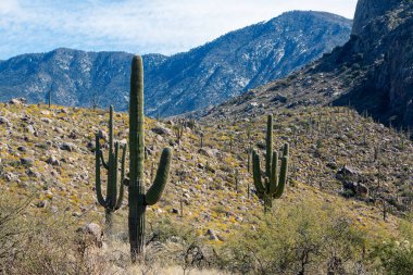 Saguaro kaktüslü çöl manzarası, sarı kır çiçekleri, dağlar ve bulutlu mavi gökyüzü. Catalina Eyalet Parkı, Tucson, Arizona, ABD.