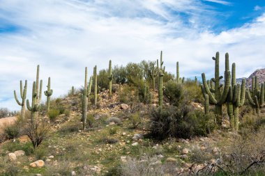 Mavi gökyüzünün altında bulutlarla kaplı bir tepe saguaro kaktüsüyle kaplıdır. Catalina Eyalet Parkı, Tucson, Arizona, ABD.