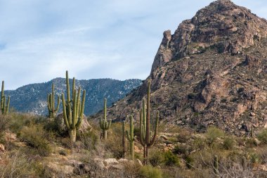 Saguaro kaktüsü ve engebeli bir dağ, ABD 'nin Tucson, Arizona eyaletindeki Catalina State Park' ta bulutlu mavi bir gökyüzünün altında..