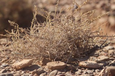 Çöldeki kuru bir bitkinin yakın çekim görüntüsü.