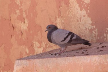 Bir kaya güvercini ya da kaya güvercini yakın çekim