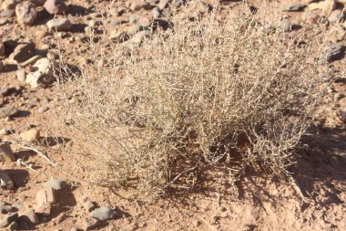 Bir çöl bitkisinin yakın çekimi.