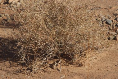 Bir çöl bitkisinin yakın çekimi.