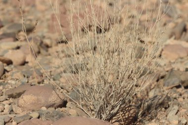 A close-up of a desert plant