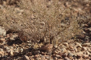 Bir çöl bitkisinin yakın çekimi.