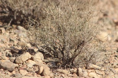 Bir çöl bitkisinin yakın çekimi.