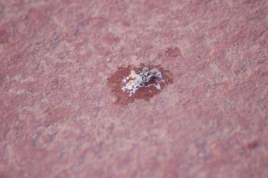 Kuş kakası yerde. Kapatın.