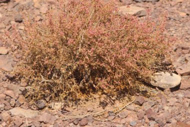 Çölün ortasında kurumuş bir çalı bitkisi.