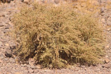 Çölün ortasında kurumuş bir çalı bitkisi.