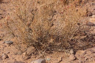 Çölün ortasında kurumuş bir çalı bitkisi.