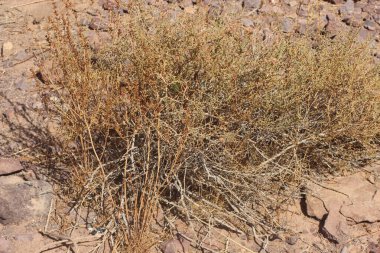 Çölün ortasında kurumuş bir çalı bitkisi.