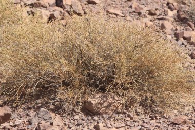 Çölün ortasında kurumuş bir çalı bitkisi.