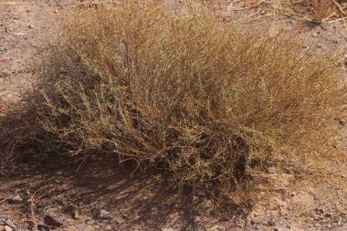 Çölün ortasında kurumuş bir çalı bitkisi.