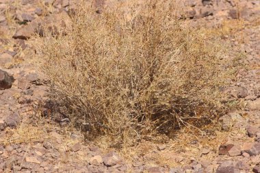 Çölün ortasında kurumuş bir çalı bitkisi.