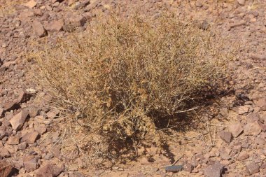 Çölün ortasında kurumuş bir çalı bitkisi.