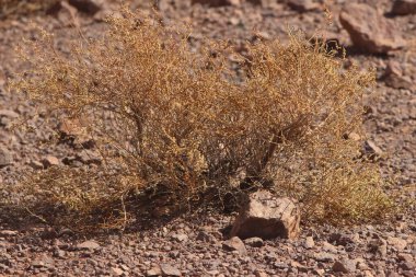 Çölün ortasında kurumuş bir çalı bitkisi.