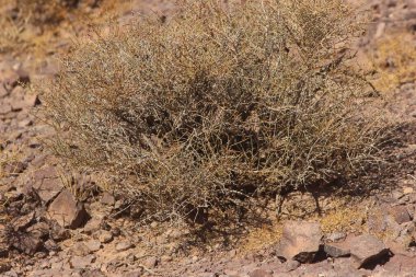 Çölün ortasında kurumuş bir çalı bitkisi.