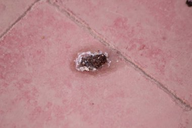 Yere kuş kakası, kirli zemin