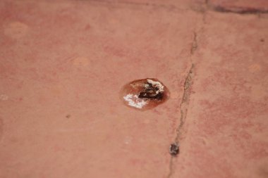 Kuş kakası yere yakın plan.