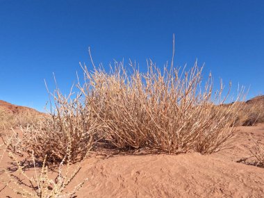 Bir çöl bitkisinin yakın çekimi.