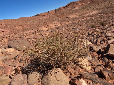 Bir çöl bitkisinin yakın çekimi.