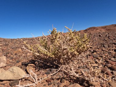 Bir çöl bitkisinin yakın çekimi.
