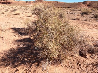 Bir çöl bitkisinin yakın çekimi.
