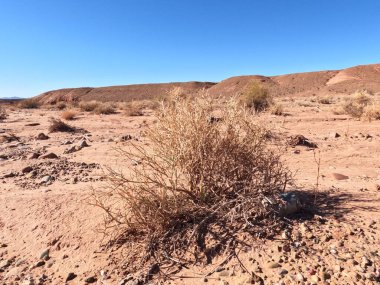 Bir çöl bitkisinin yakın çekimi.