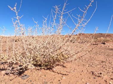 Bir çöl bitkisinin yakın çekimi.