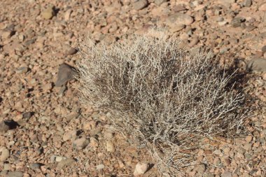 Bir çöl bitkisinin yakın çekimi.