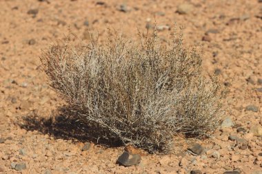 Bir çöl bitkisinin yakın çekimi.